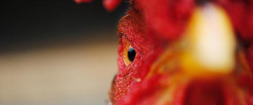 Rooster