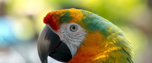 Parrot